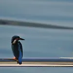 Отель Capri Леза